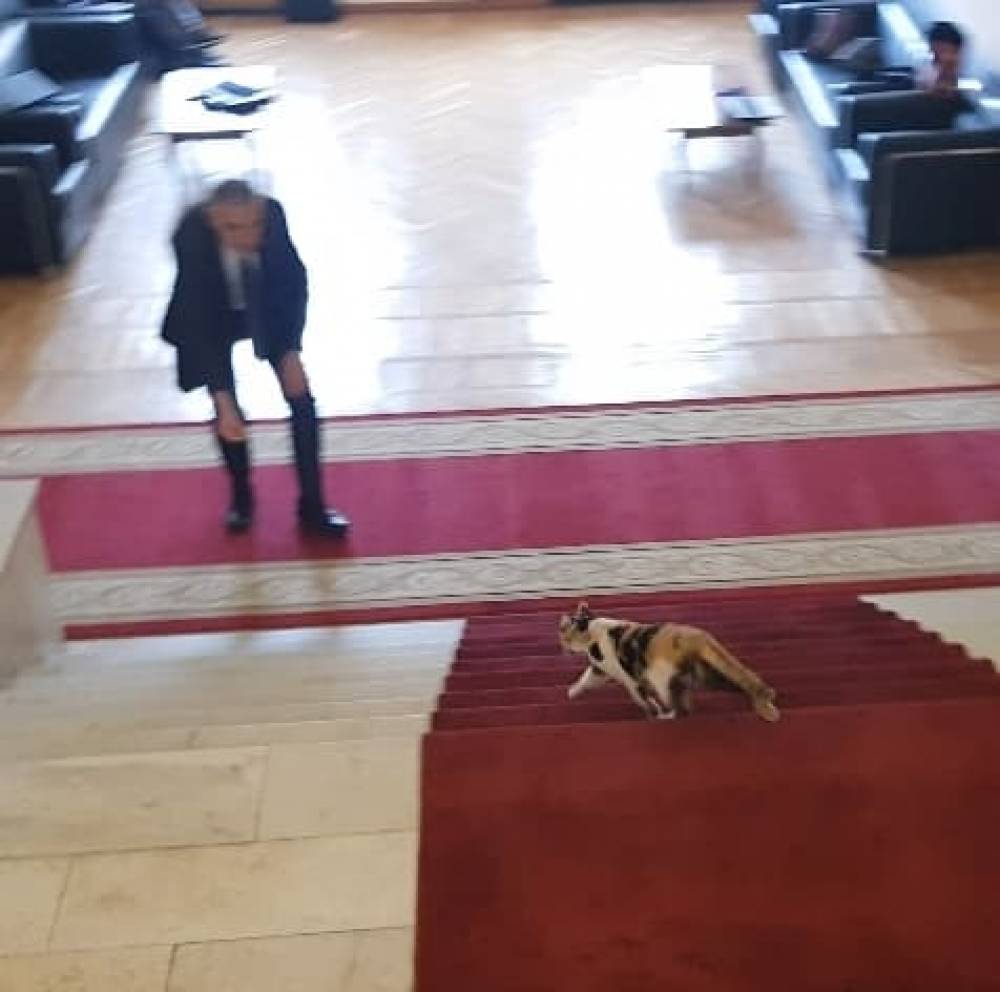 Ազգային ժողովի միջանցքներում զբոսնող կատուն արժանացավ պատգամավորների ուշադրությանը․ (տեսանյութ)