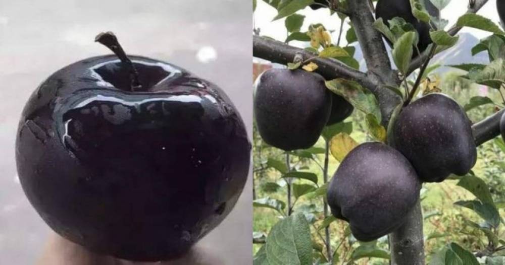 «Սև ադամանդ» կոչվող խնձորների հատը վաճառում են 20 դոլարով, սակայն ոչ ոք չի ցանկանում զբաղվել դրանց արտահանությամբ (լուսանկարներ)