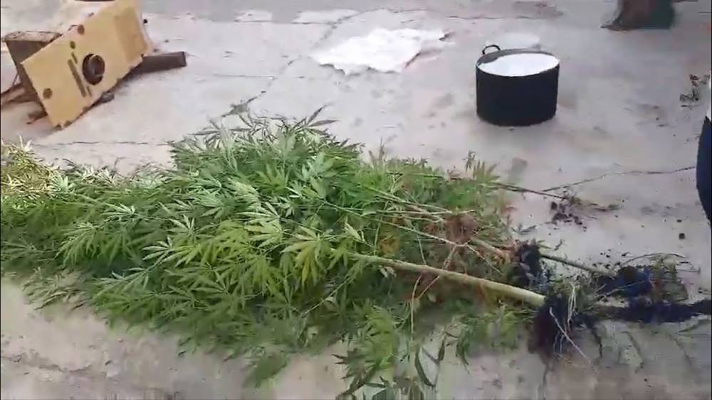 Գետափնյայի բնակչի տնից ոստիկանները կանեփի 852 բույս եւ 144 գրամ մարիխուանա են հայտնաբերել