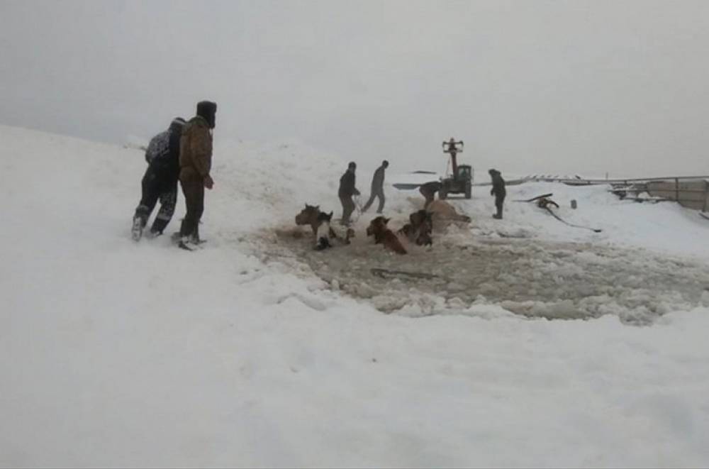 Հրապարակվել է Ռուսաստանում սառցաջրի մեջ հայտնված ձիերին դուրս բելելու տեսանյութը (տեսանյութ)
