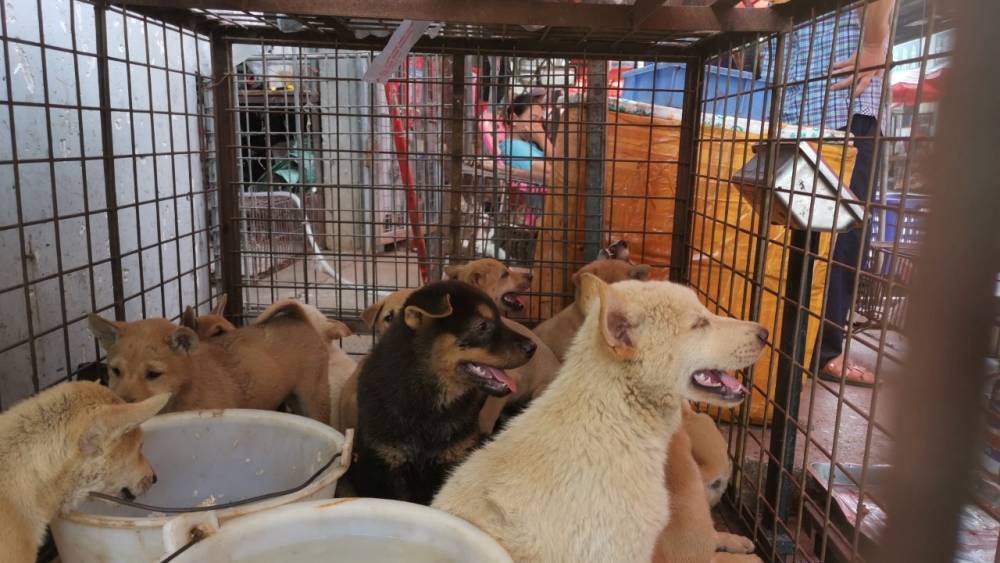 Հնդկաստանի նահանգներից մեկում արգելվել է շան մսի վաճառքը