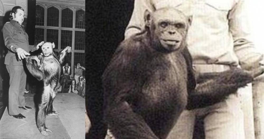 Ինչ պատահեց մարդու և շիմպանզեի հիբրիդի հետ, որին ստեղծել էին ամերիկացի գիտնականները