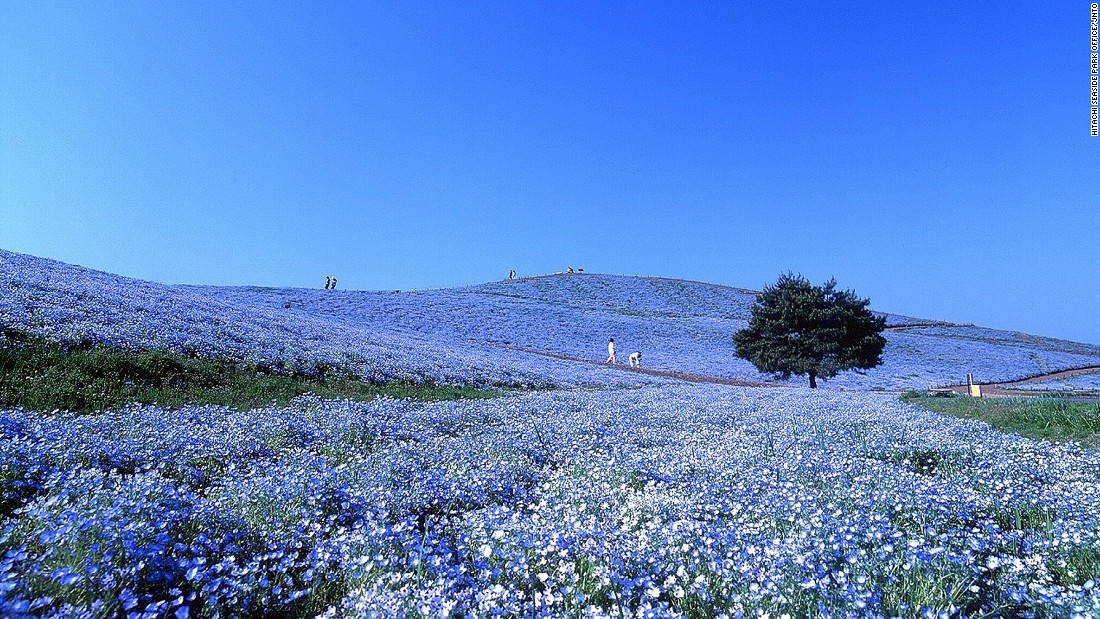 Հիտաչի այգու երկնագույն հեքիաթը (ֆոտոշարք)