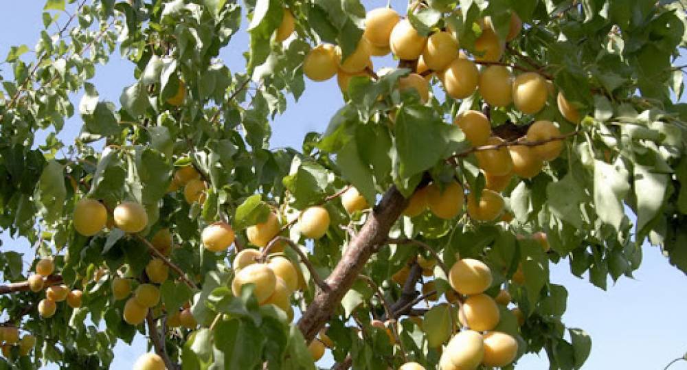 Ցրտահարություն է գրանցվել, ծիրանի այգիներ են վնասվել. նախարար