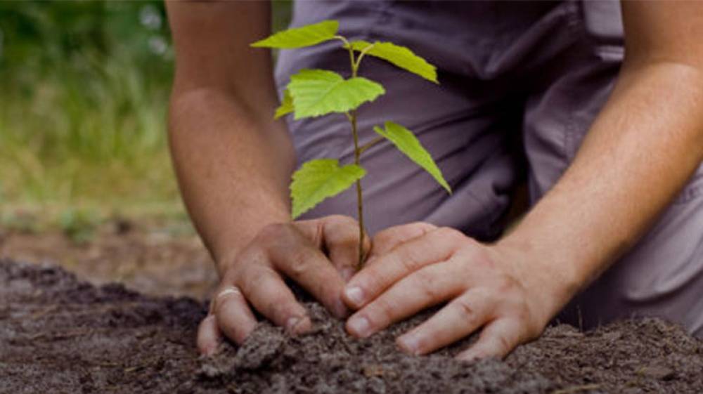 «10 միլիոն ծառ» նախաձեռնության ժամկետի ավարտը հետաձգվում է մեկ տարով