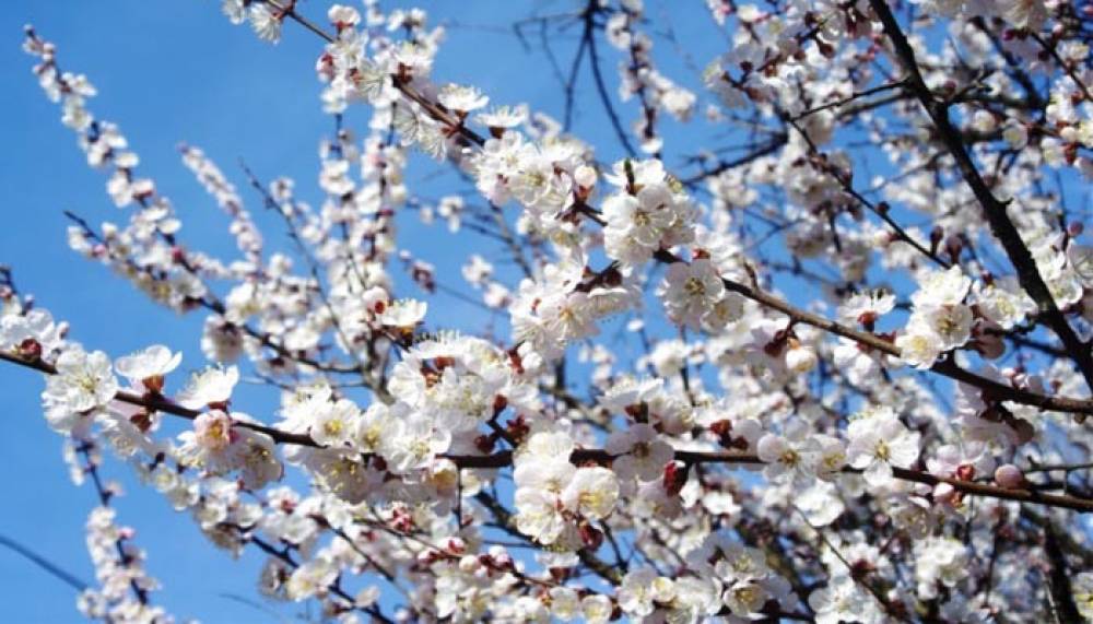 Եղանակը Հայաստանում և Արցախում