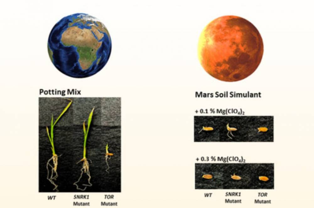 Գենետիկորեն ձևափոխված բրինձը կարող է լինել Մարսի վրա աճեցված առաջին բույսը