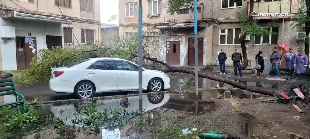Երևանում հաստաբուն ծառը արմատից պոկվել և ընկել է կայանված «Toyota Camry»-ի վրա