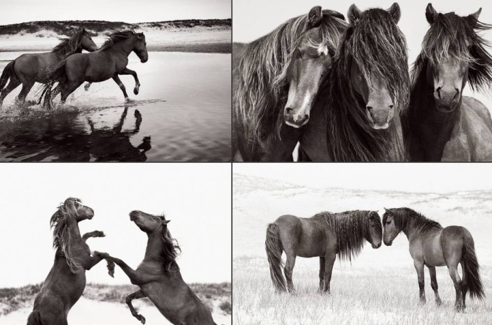 Ամերիկացին տպավորիչ ֆոտոշարքով ցույց է տվել աշխարհի ամենահեռավոր կղզիներից մեկում բնակվող վայրի ձիերի գեղեցկությունը