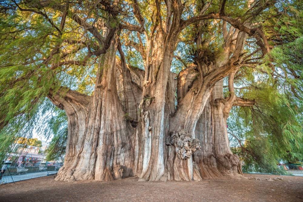 Աշխարհի ամենահաստ բունը. 42 մետր շրջագիծ ունեցող 2000-ամյա ծառը շարունակում է աճել (լուսանկարներ, տեսնայութ)