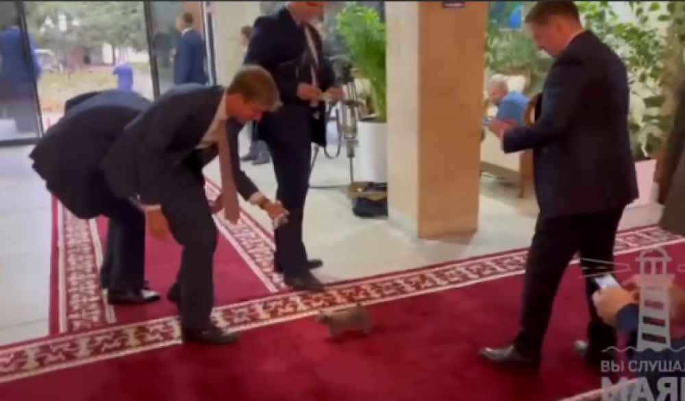 Միշուստինի եւ Փաշինյանի հանդիպմանը շտապել է ներկա գտնվել չարաճճի կատուն՝ ներխուժելով հանդիպման վայր (տեսանյութ)