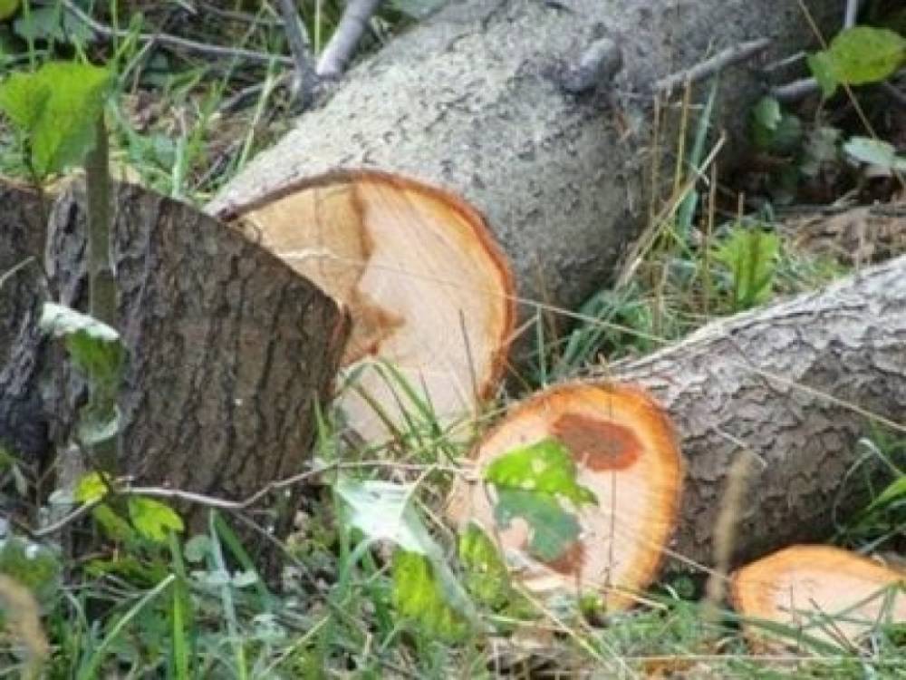 «Իջևանի անտառտնտեսությունում» ապօրինի ծառահատումների հետևանքով` 43 միլիոն դրամի վնաս. ԲԸՏՄ