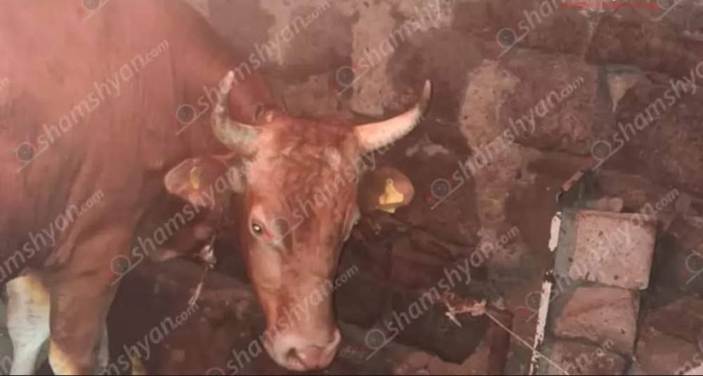 Փամբակում ցուլը պոզահարել է տղամարդուն. վերջինիս կյանքը փրկել չի հաջողվել (լուսանկար)