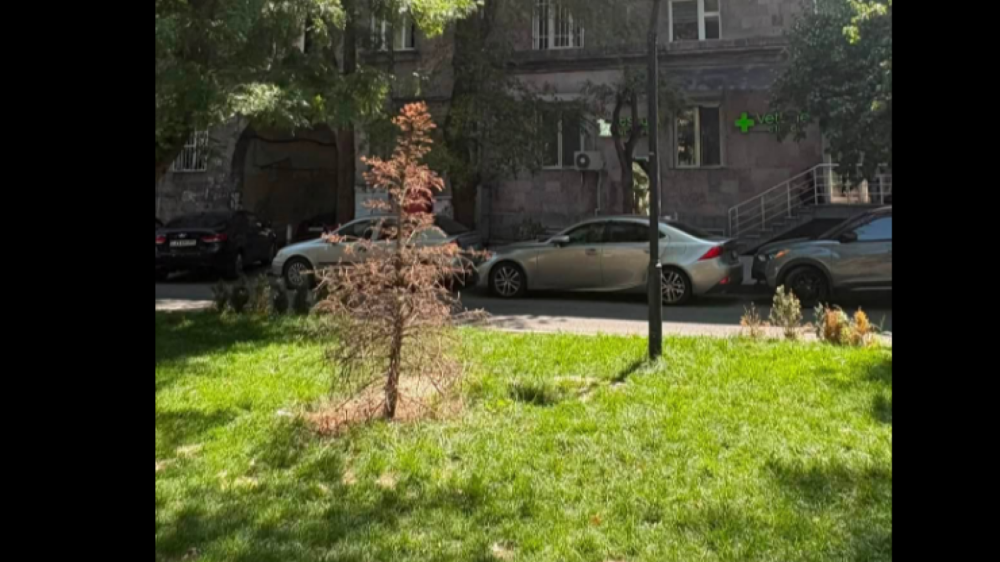 Ամոթալի պատկեր է. Մերգելյանի այգում մեծ շուքով, 50 հոգով տնկված գրեթե բոլոր եղևնիները, կամ չորացել են, կամ ծանր վարակ են տանում. Վարդանյան