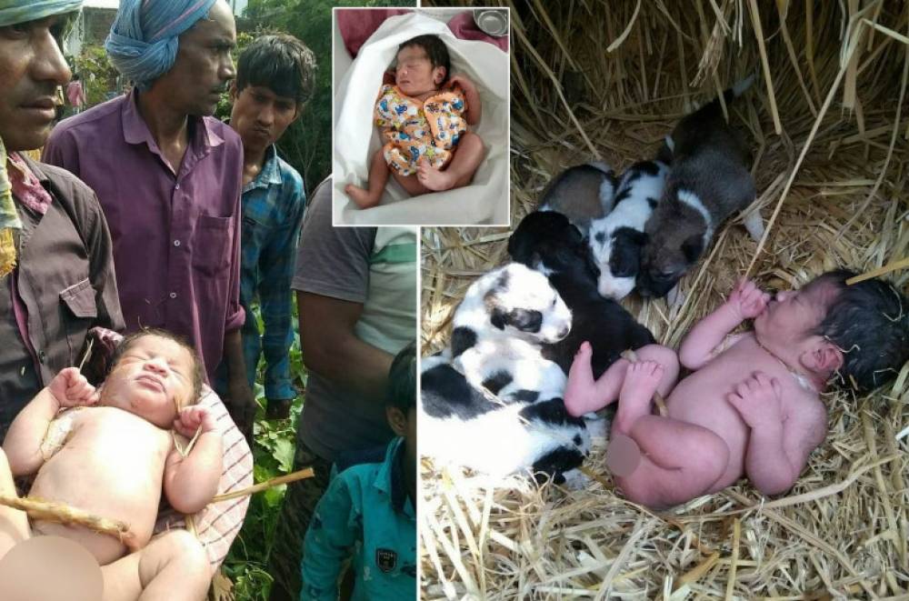Հնդկաստանում դաշտում լքված նորածինը ողջ է մնացել գիշերն իրեն շրջապատած շների ջերմության շնորհիվ (լուսանկարներ)
