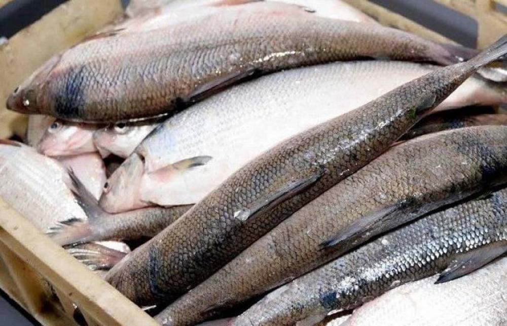 Նորատուսցի տղամարդու մեքենայում ապօրինի որսած 111 հատ սիգ տեսակի ձուկ է հայտնաբերվել