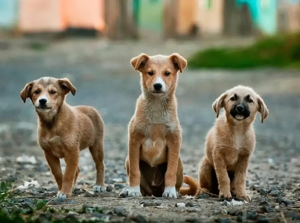 4000 թափառող կենդանի տեղափոխվել է կլինիկա․ որդեգրվել է շուրջ 80 անտուն կենդանի․ քաղաքապետարան