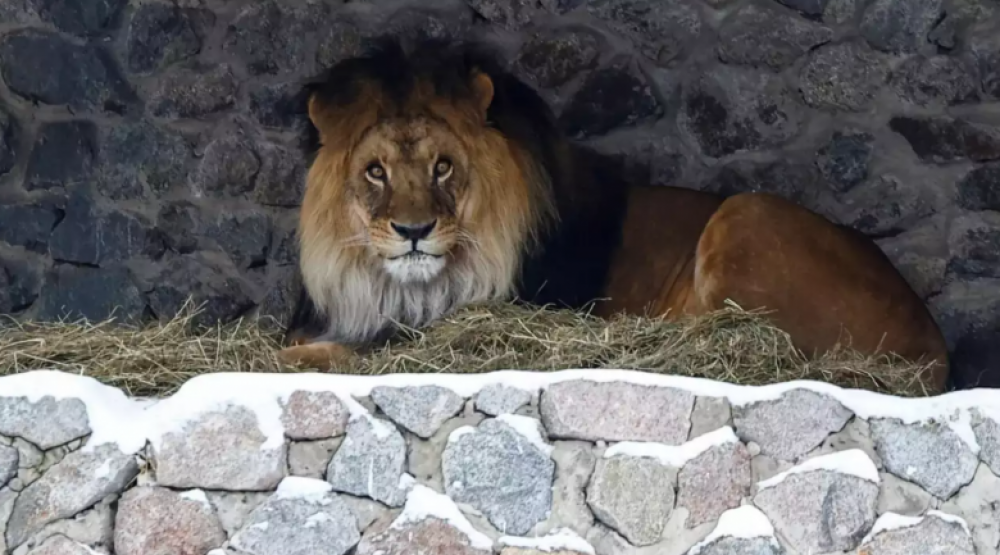 Առյուծը կտոր-կտոր է արել իր հետ լուսանկարվել ցանկացող տղամարդուն