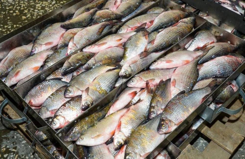 ԵՄ երկրներ ձուկ և ձկնամթերք արտահանելու նպատակով կկատարվեն օրենսդրական փոփոխություններ. «Փաստ»