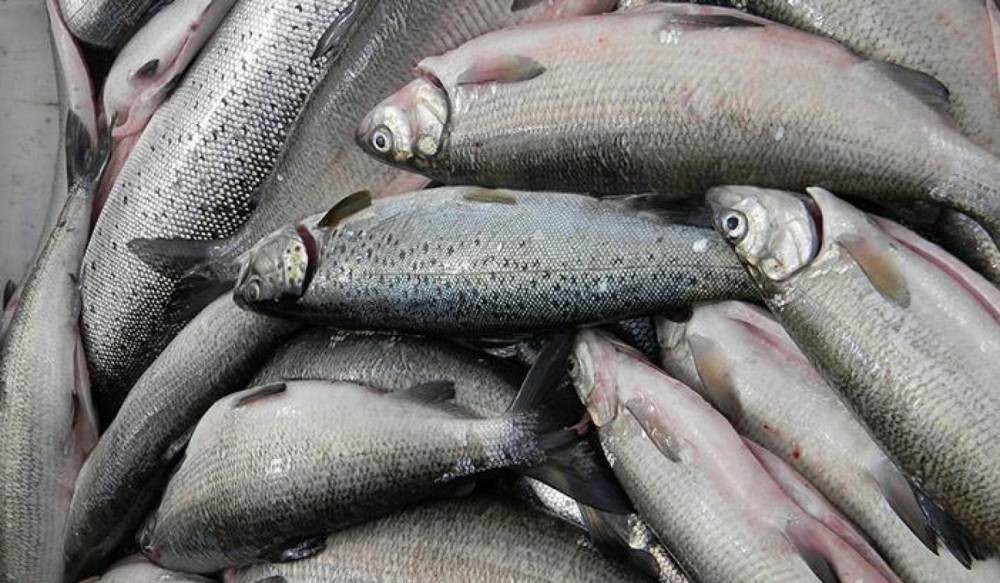 2026 թվականին Սևանա լճում կթույլատրվի սիգի ավելի շատ արդյունագործական որս իրականացնել