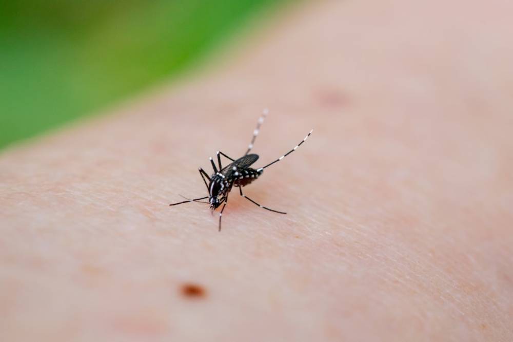 ՀՀ-ում արձանագրվել է «Չիկունգունիա տենդ» հիվանդության դեպք