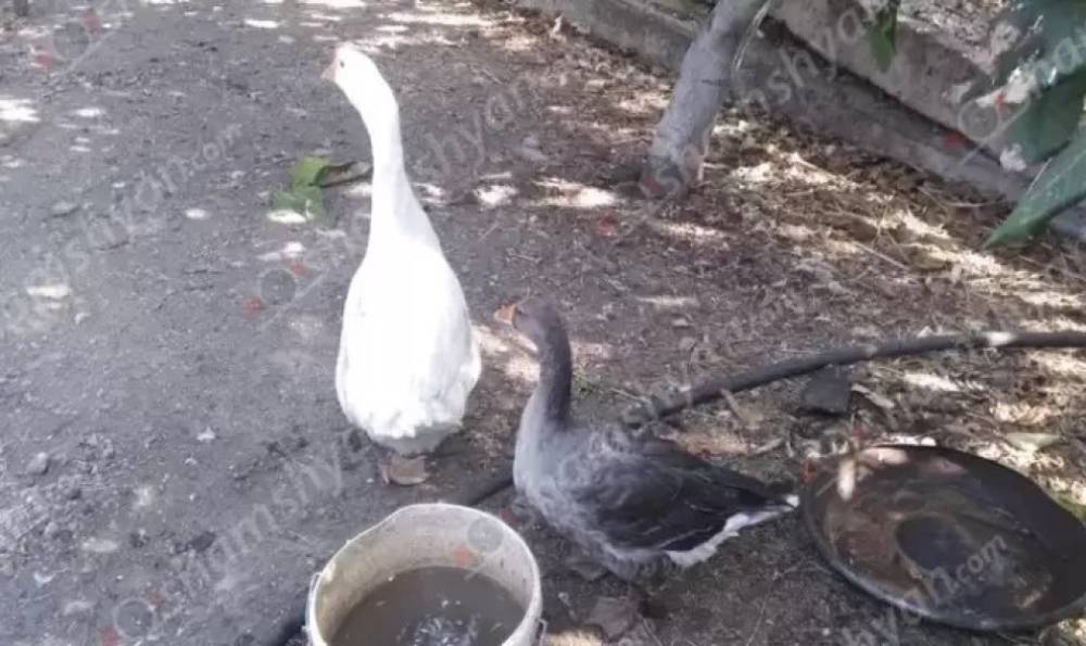 Մասիսում կինը ոստիկանությունում հայտնել է, որ հարևանուհին թունավորել է իր սագին և բադին