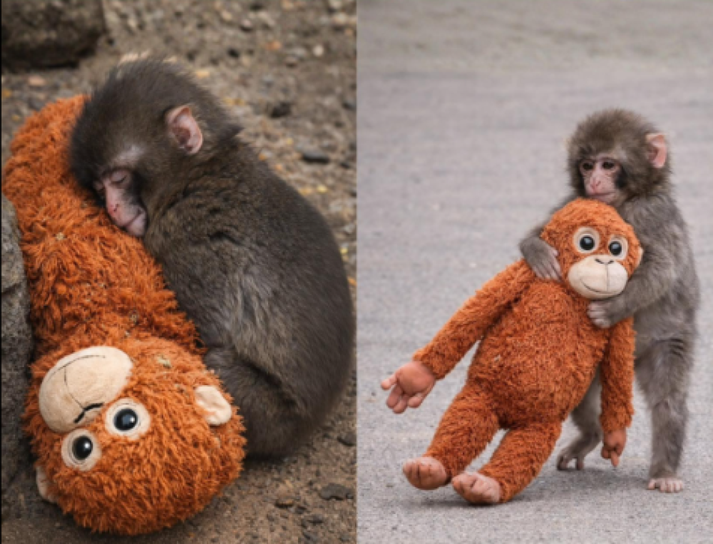 Մորից լքված մակակա Պանչի հուզիչ պատմությունը, որը բերեց այցելուների հեղեղ Ճապոնիայի կենդանաբանական այգի (Տեսանյութ)