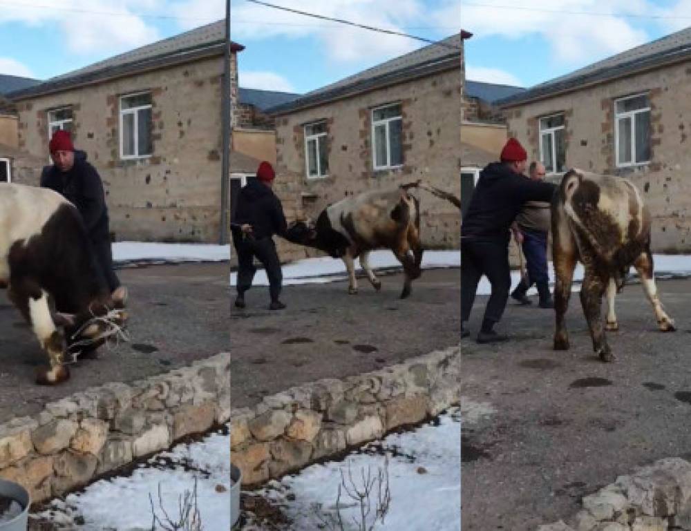 «Տեսեք, թե ինչ է բակային մորթը. նյարդերից թույլ մարդիկ, այս տեսանյութը չդիտեք»