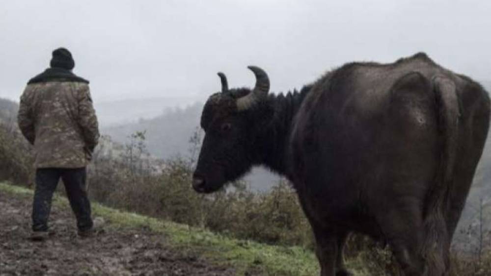 Ադրբեջանցի զինվորները կրակել ու վիրավորել են հայ գյուղացու կովին