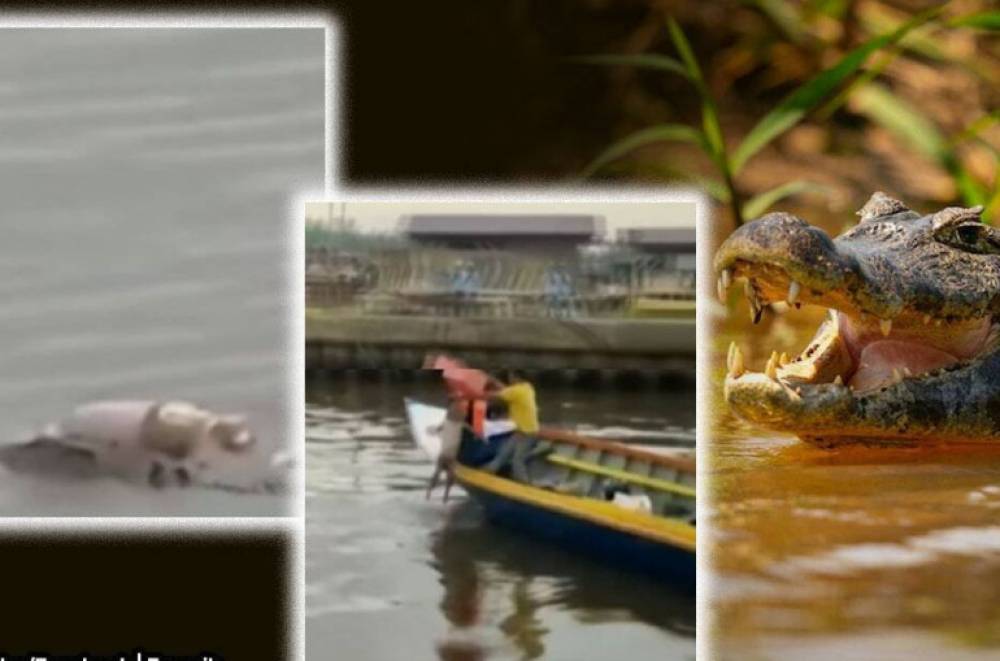 Ինդոնեզիայում կոկորդիլոսը մեջքի վրա տեղափոխել է գետում ջրահեղձ եղած 4-ամյա տղայի մարմինը (տեսանյութ, լուսանկարներ)