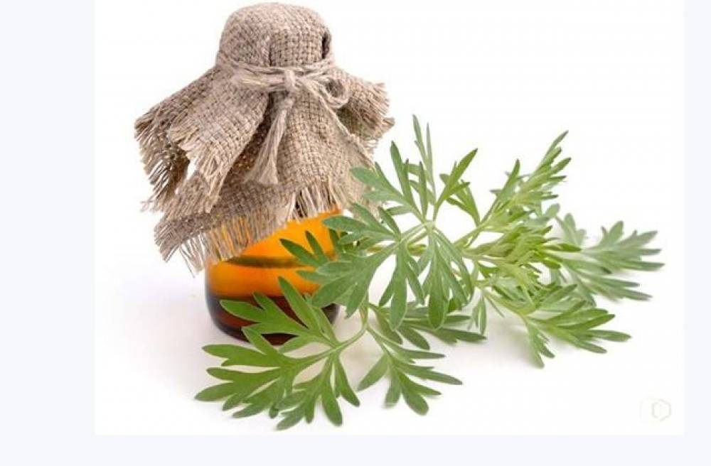 Առողջության խոտը՝ օշինդրը