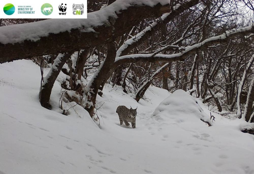 «Խոսրովի անտառ»-ում ֆոտոխցիկները լուսան են արձանագրել
