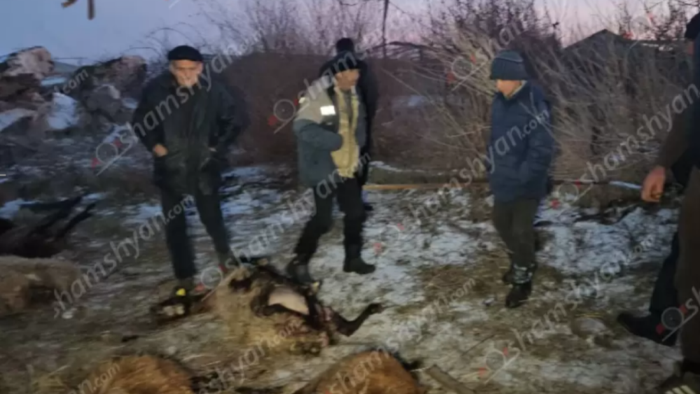 Գյուղացուն պատկանող մոտ 60 գլուխ ոչխարները, որոնց մի մասը հղի էին գայլերը հոշոտել են