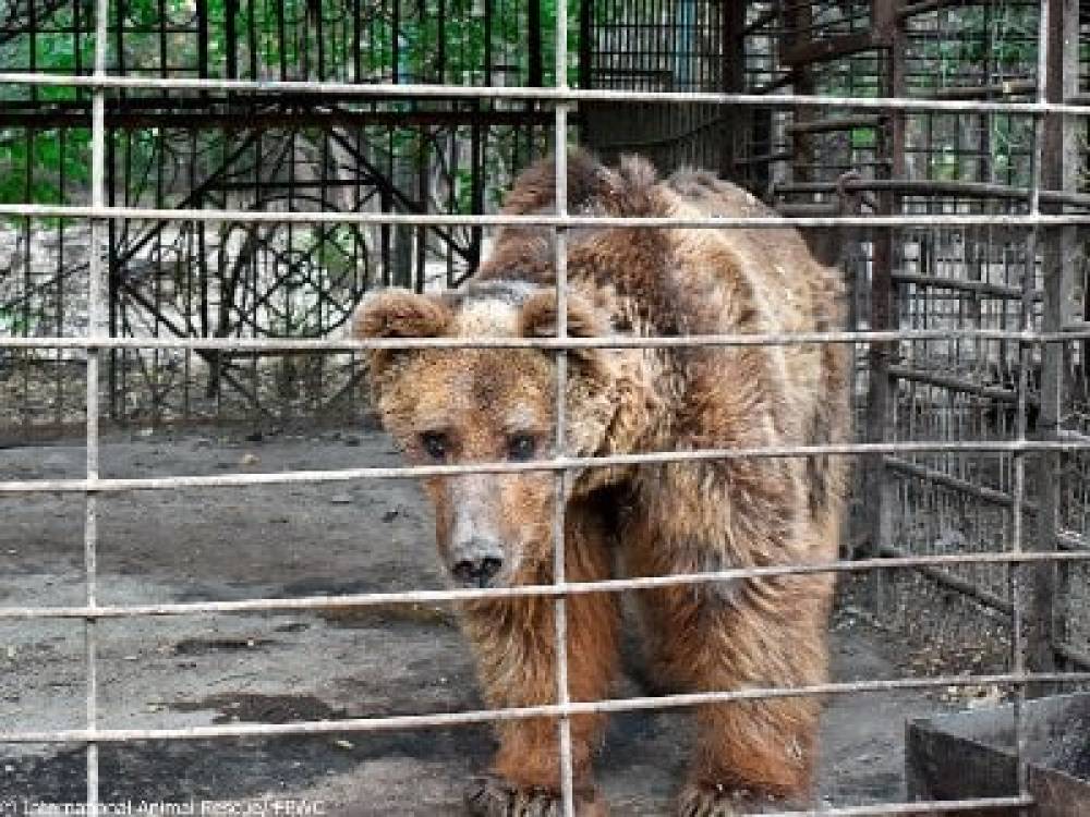 «Ամենատխուր արջը»․ միջազգային մամուլն ահազանգել է Արմավիրում բանտարկված կույր արջի մասին (ֆոտո)