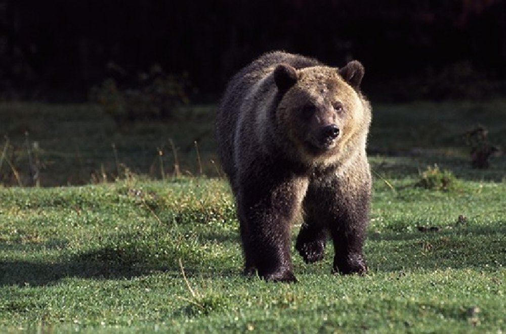 Արջը կնոջը վրանից հանել և մшսնшտել է քաղցած լինելու պատճառով