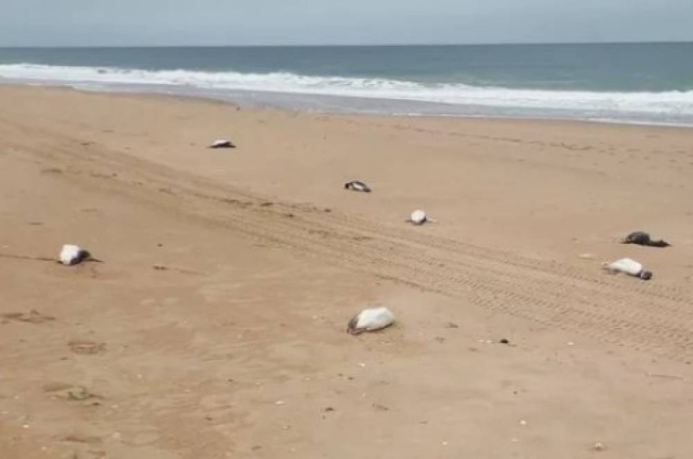 Ուրուգվայում մոտ 2000 սատկած պինգվին է ափ դուրս եկել