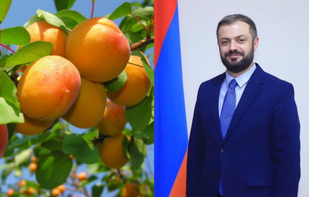 Հունիսի 1-ից հուլիսի 24-ը ՀՀ-ից ՌԴ է մտել ծիրանով բեռնված 2,240 բեռնատար. Պապոյան