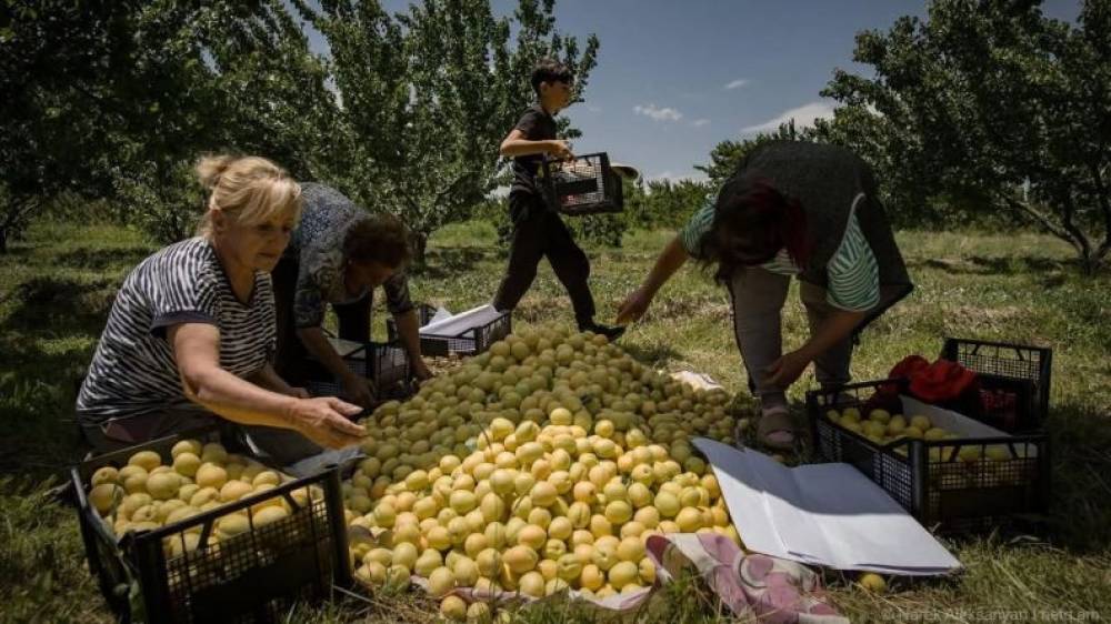 74.5% անկում. Հայկական գյուղմթերքի արտահանման ճգնաժամի համակարգային պատճառները