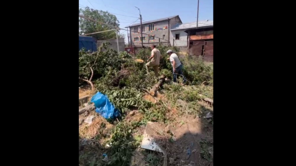 Ասում են բոլոր ծառերը պետք է կտրենք, որ այստեղ կոյուղի քաշենք. Բնապահպանը ահազանգում է ապօրինի հատած ծառերի մասին