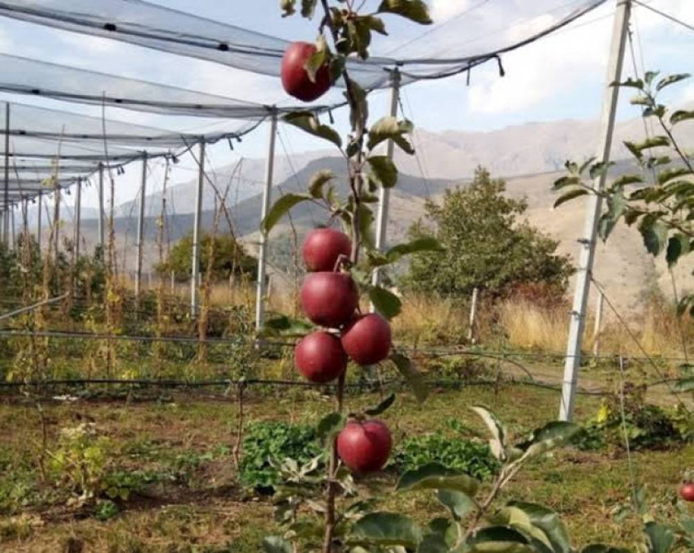 Էլ ո՞ր շահառուները կարող են օգտվել գյուղոլորտի պետական աջակցության ծրագրերից. նախագիծ. «Փաստ»