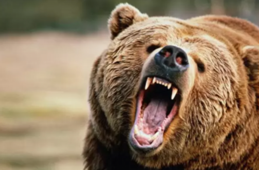 Արատես գյուղում արջը հարձակվել է բոխի հավաքող տղամարդու վրա. բժիշկները պայքարում են նրա կյանքի համար