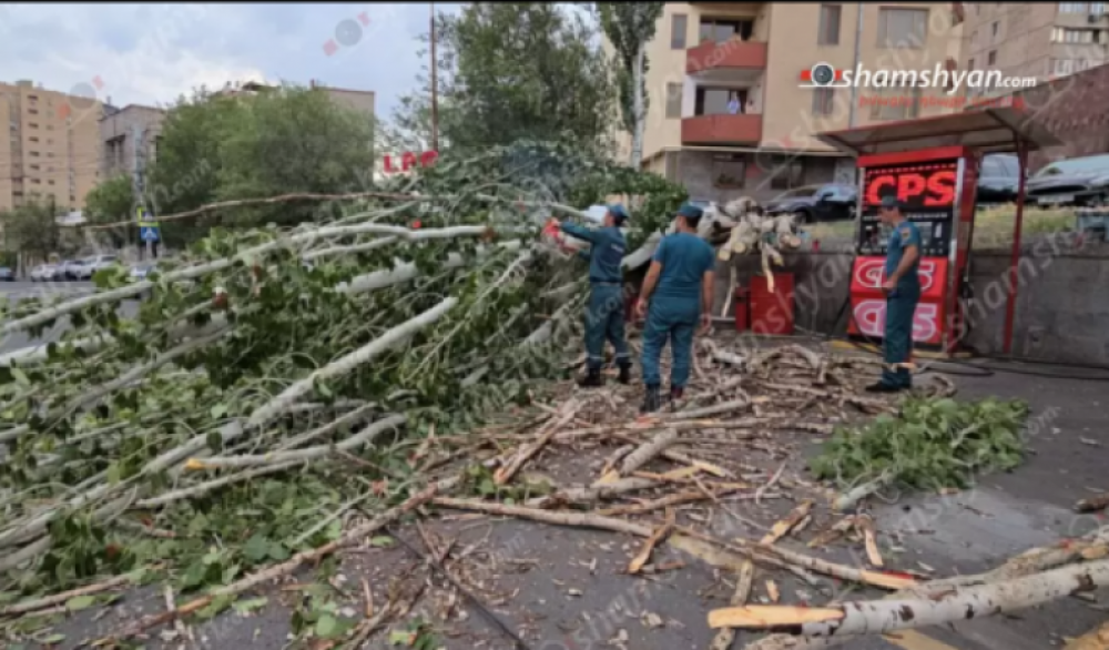 Երևանում հսկայական բարդին արմատից պոկվել ու ընկել է. վնասվել է ավտոմեքենա