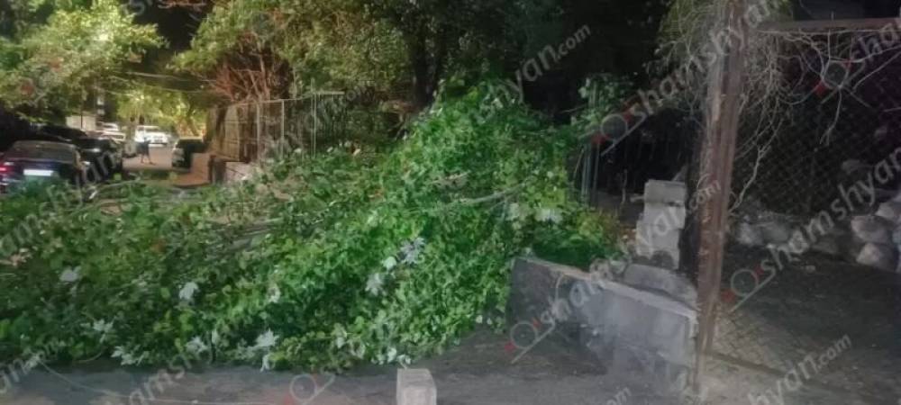 Արտակարգ դեպք՝ Երևանում․ ծառի հսկայական ճյուղը պոկվել և տապալվել է՝ վնասելով էլեկտրալարեր