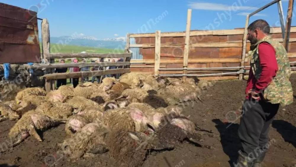Ծաղկունքում գայլերը հոշոտել են 300-ից ավելի ոչխարների․ պատճառվել է 15 մլն դրամի վնաս