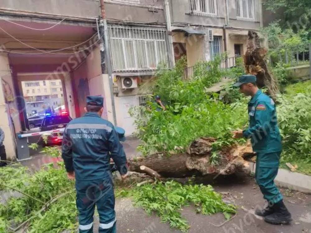 Արտակարգ դեպք՝ Երևանում. Արամի փողոցում արմատից փտած հաստաբուն ծառը պոկվել ու տապալվել է