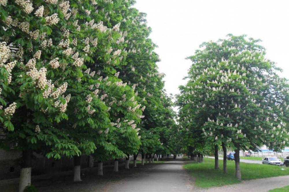 Թթվածնի ամենաբարձր արտադրողականությունը գրանցվել է կաղնու, խեժափիճի և մայրու մեջ