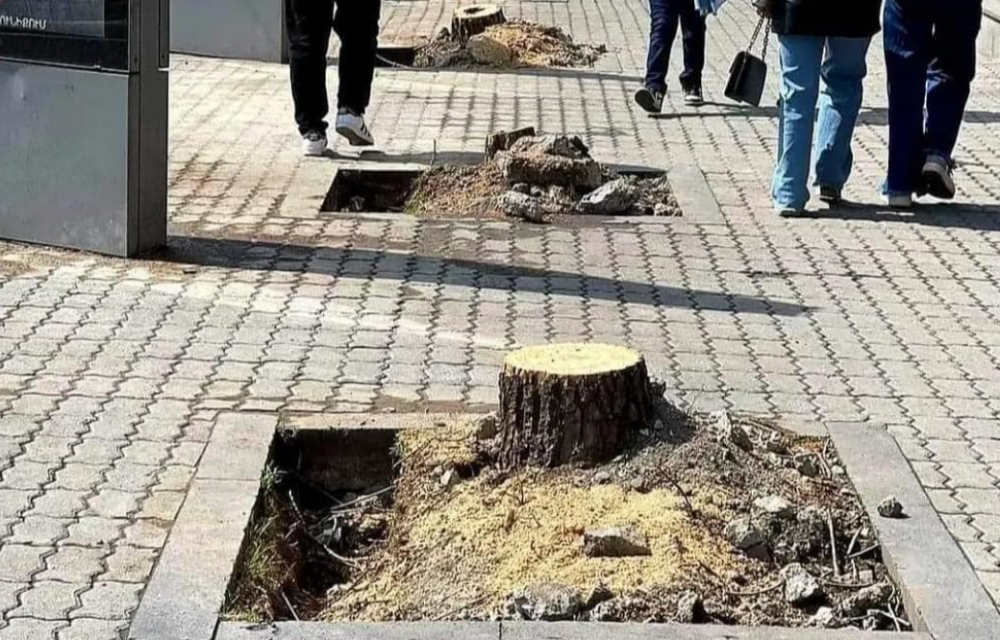 Բայց էս մարդիկ ու մյուսները ինչ մեղավոր են, էդ «դռուժբեն», որ նախկինները չառնեին, ծառը հո չէր կտրվի