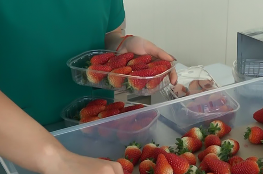 «Թուրքական էժան ելակը ժամանեց մեր երկիր՝ հարված հասցնելով մեր ջերմատնատերերին»