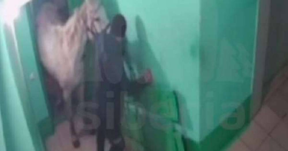 ՌԴ–ում տղամարդը փորձել է սպիտակ ձիով մտնել բնակարան՝ իր կնոջը զարմացնելու համար (տեսանյութ)