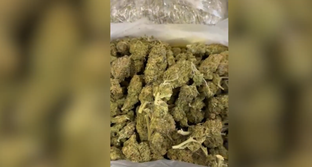 Ապօրինի թմրաշրջանառությունից հանվել է մոտ 18 կիլոգրամ մարիխուանա․ ՔՈԳՎ բացահայտումը (տեսանյութ)